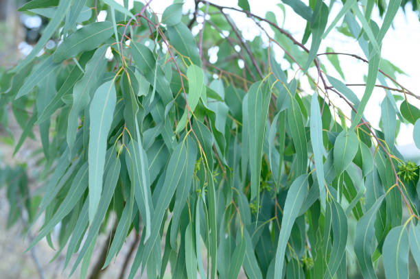istock eucalyptus leaves. branch eucalyptus tree nature outdoor background 1215112316