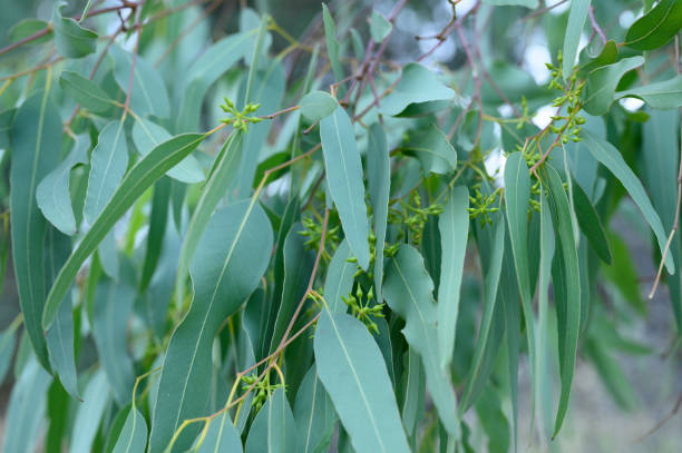 istock eucalyptus leaves. branch eucalyptus tree nature outdoor background 1215112329