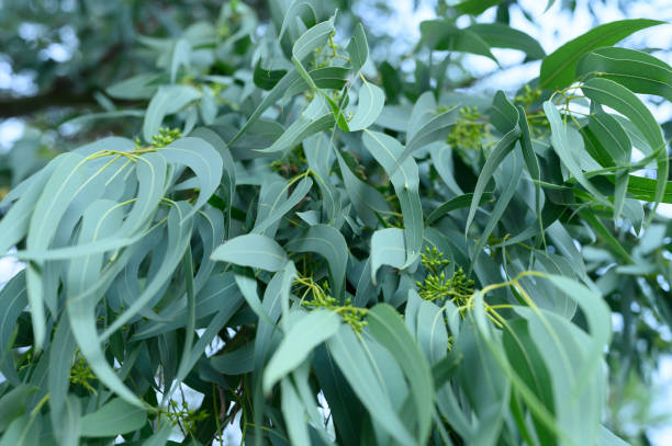 eucalyptus leaves. branch eucalyptus tree nature outdoor background - scented non urban scene spring dirt imagens e fotografias de stock