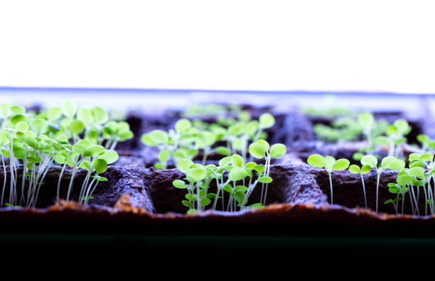 istock Growing seedlings of vegetables under a phyto lamp 1215113003