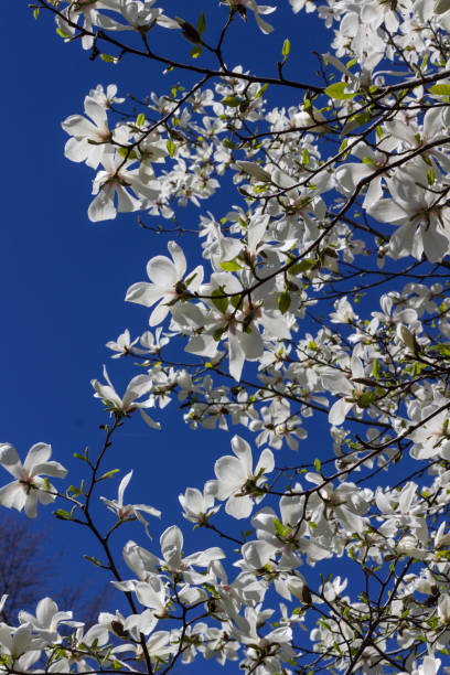 istock White magnolia flowers against bright blue sky 1215113153