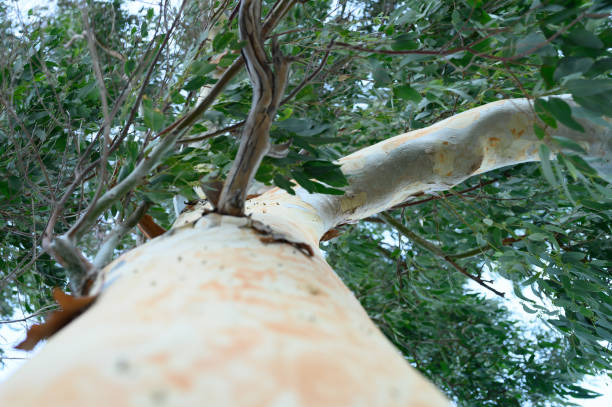 eucalyptus tree. branches, leaves and bark eucalyptus tree, bottom view - scented non urban scene spring dirt imagens e fotografias de stock