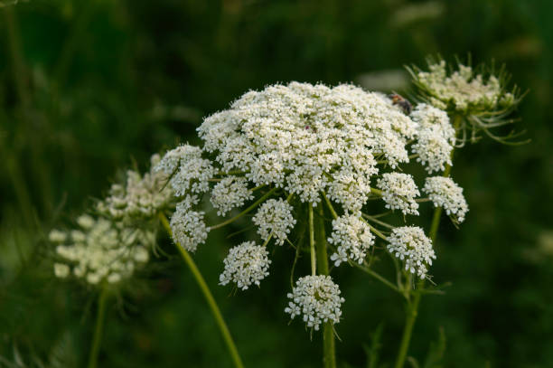 istock Beautiful indian flowers on field at evening. 1215113640