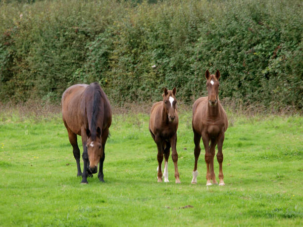 istock Herd of Horses 1215113886