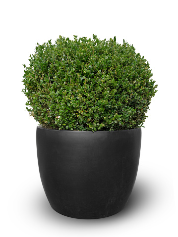 box boxwood plant potted in dark grey terracotta tub isolated on white background