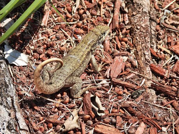 Curly tail Lizard (Leiocephalus carinatus) resting on mulch Curly tail Lizard - side view northern curly tailed lizard leiocephalus carinatus stock pictures, royalty-free photos & images