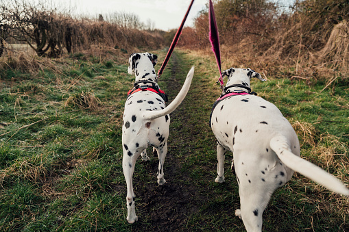 Rear view of Dalmatian dogs wagging tails on their early morning walk.