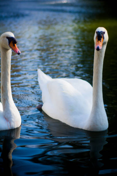 istock Beautiful white swans on a lake at sunset 1215117558