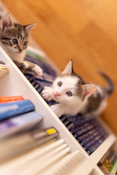 Small kitten plays skillfully with a ball on the bacxkyard.