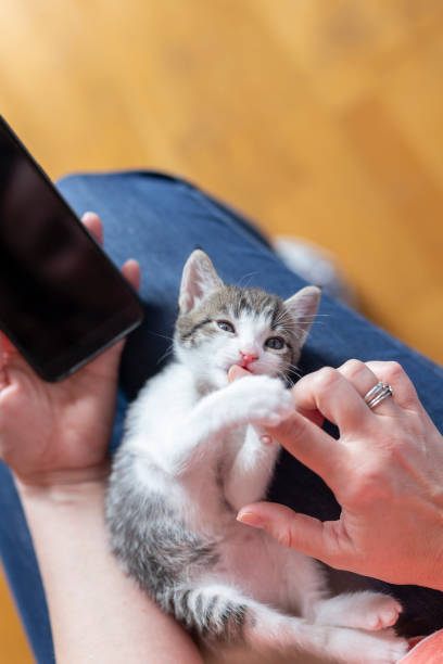 istock Woman using a smart phone and playing with kitten 1215117750