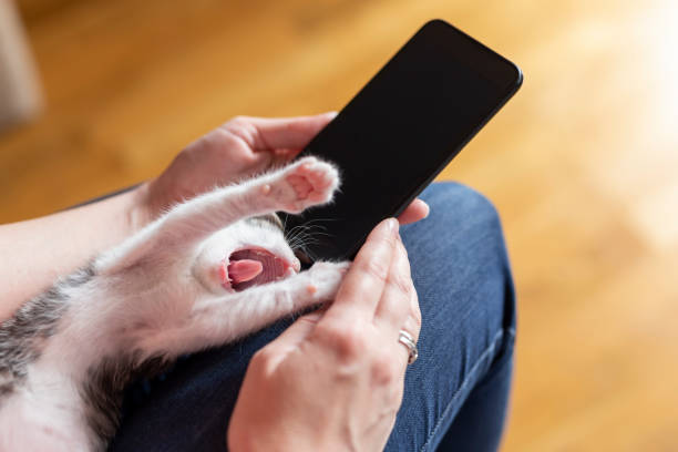 istock Woman using a smart phone and holding kitten 1215117783