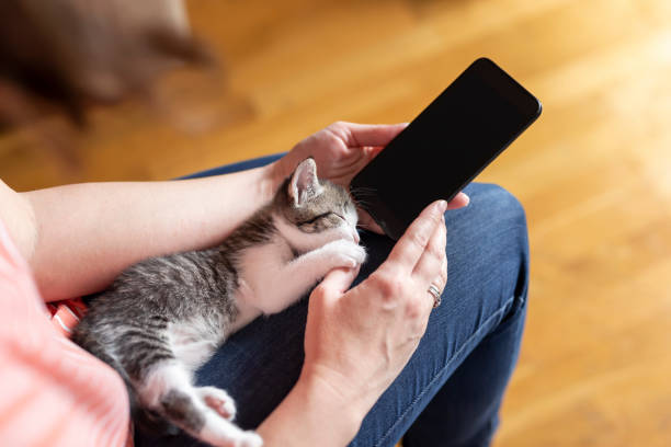 istock Woman typing a text message and holding kitten 1215117829