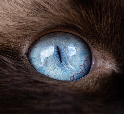 Close up of a cat‘s blue eye