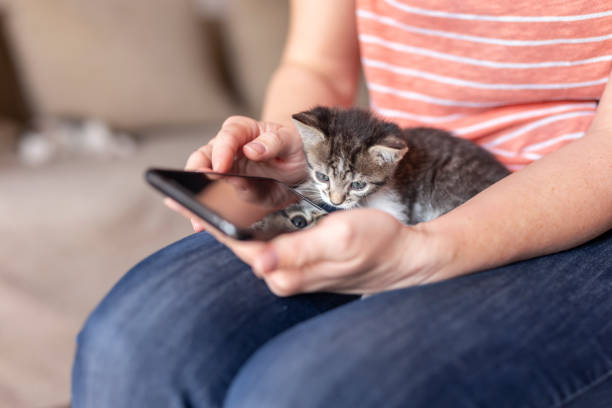 istock Woman using a smart phone and holding kitten 1215118391