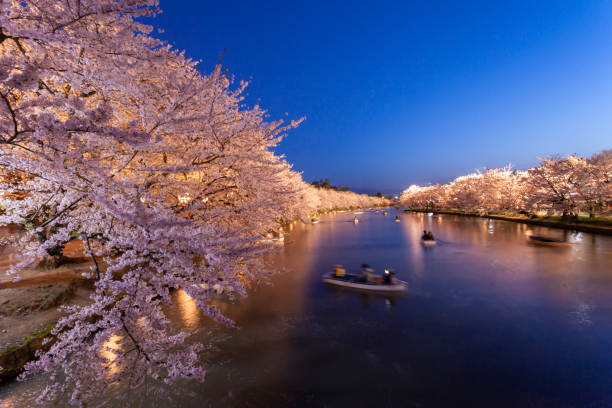 vista nocturna de las flores de cerezo en el parque hirosaki. - prefectura de aomori fotografías e imágenes de stock