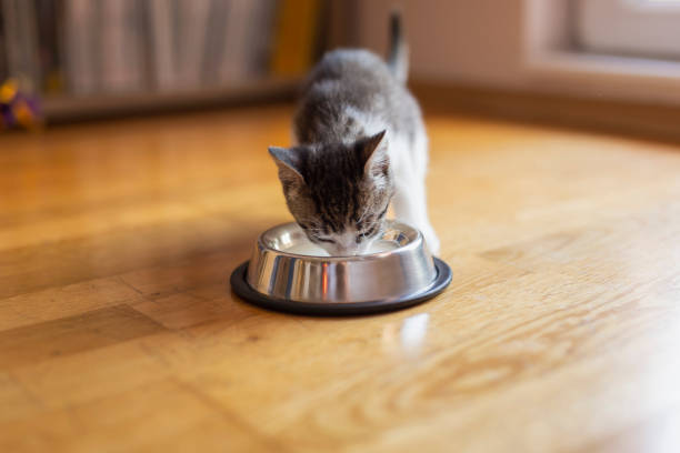 istock Kitten licking milk from a bowl 1215118594