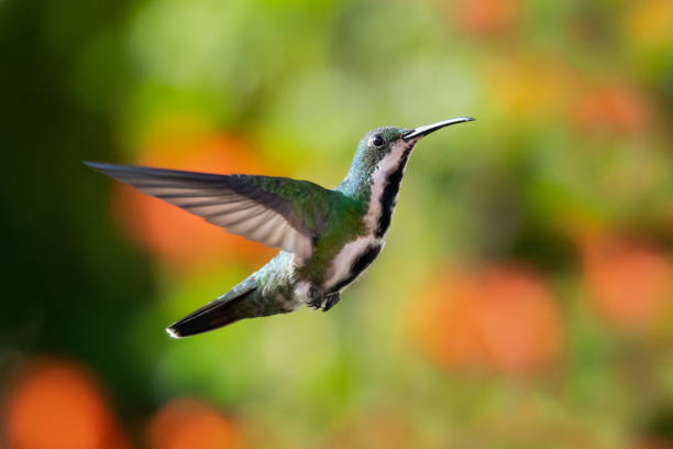 istock A female Black-throated Mango hovering with a bokeh background 1215118733