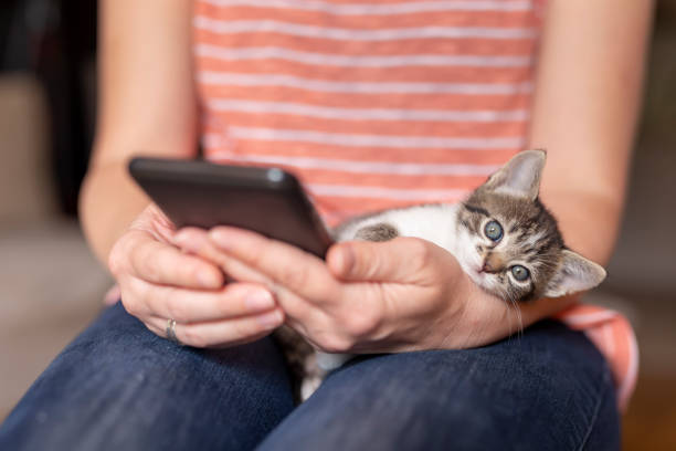 istock Woman using a smart phone and holding kitten 1215118849