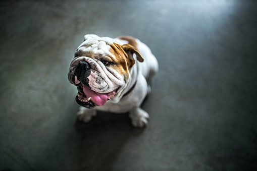High angle view of a bulldog sitting on floor. Copy space.
