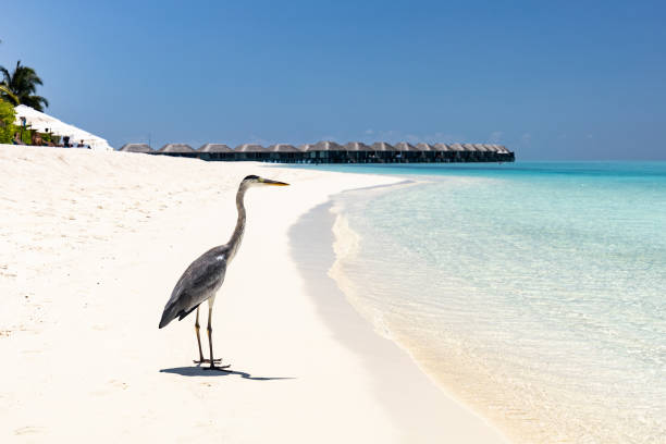 istock Gray heron standing on sandy beach of Maldives. 1215122504