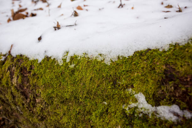 istock Evergreen moss covered with spring snow in march 1215123121