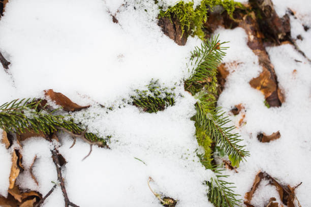 istock Pine tree sprinkled with snow and brightly lit by the sun. Spring sun in March 1215123143