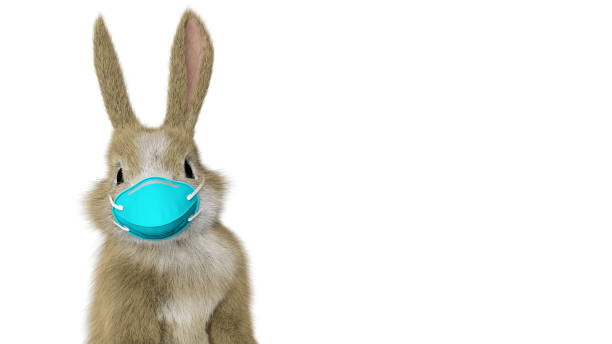 istock baby rabbit standing up and looking around with a surgical mask 1215123425