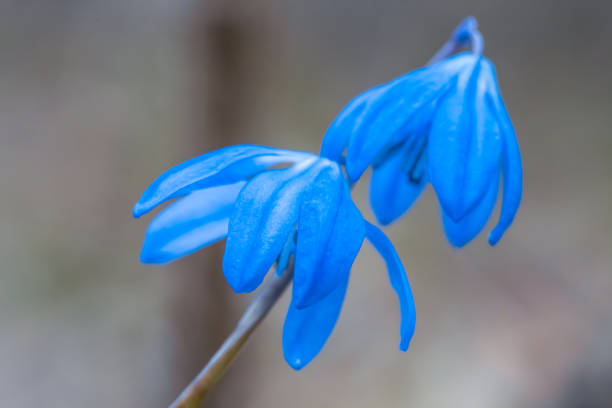 istock closeup blue bell flowers 1215123689