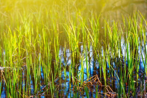 istock closeup green grass sprouts in a water, spring background 1215123849