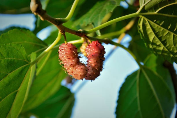 istock Morus fruits growing in backyard 1215124944