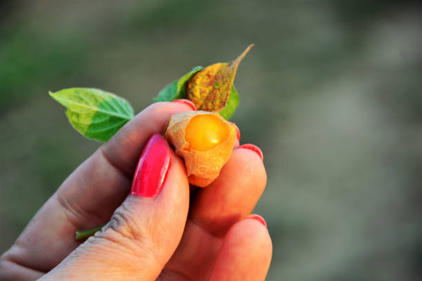 istock On hand a fruit of ripe Peruvian Physalis 1215125001