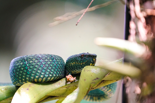 Green tree bamboo pit viper / Trimeresurus albolabris waiting on a lower branch of a tree to catch food. It is in Gunung Mulu National Park on Borneo, Malaysia.