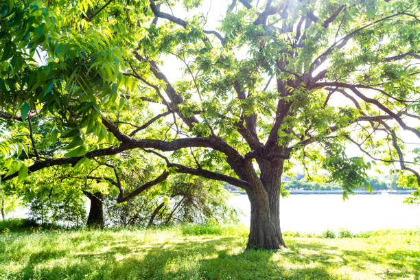 Tree by the Colorado River in Austin Texas on a Spring Day This is a photograph of a large tree in a park by the Colorado River on a spring day in Austin, Texas. riverbank photos stock pictures, royalty-free photos & images