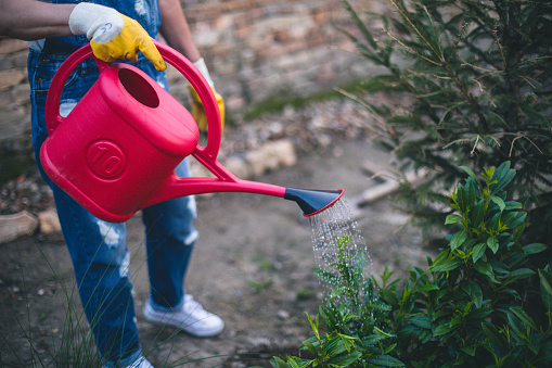 gardening and people concept - happy senior woman watering flowers at summer garden