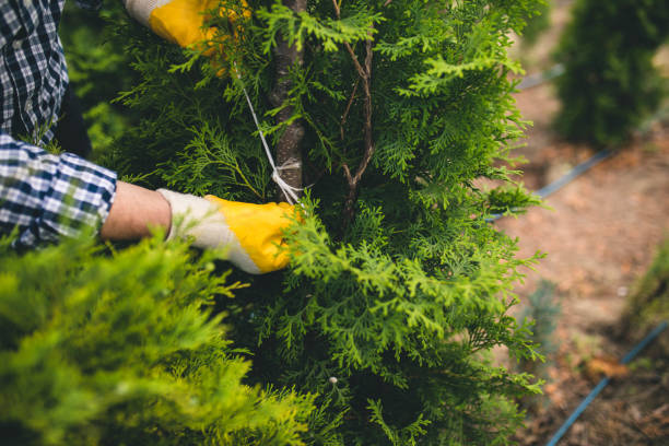 istock Senior man taking care of trees 1215127852