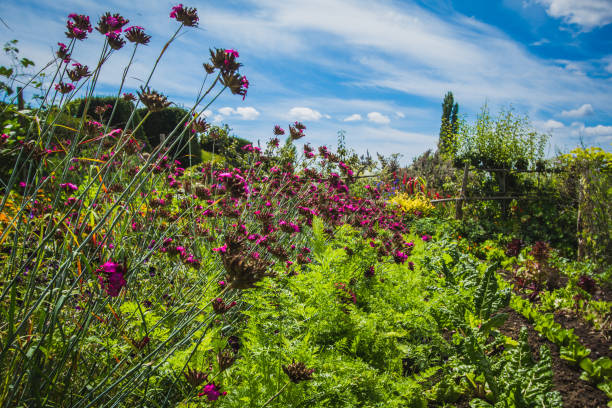 istock Mixed summer-flowering perennials. 1215128040