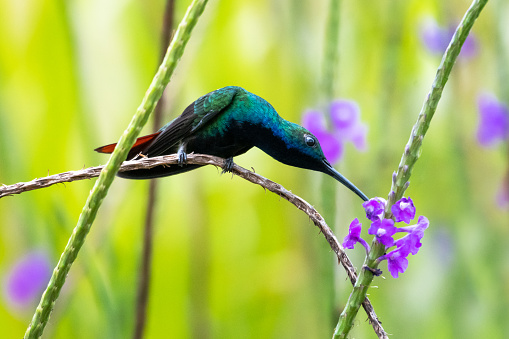 A Black-throated Mango hummingbird stretching to reach a purple Vervain flower.