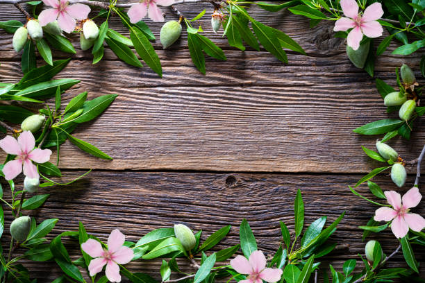 istock Almonds frame copy space almond fruits tree branch on wood 1215131346