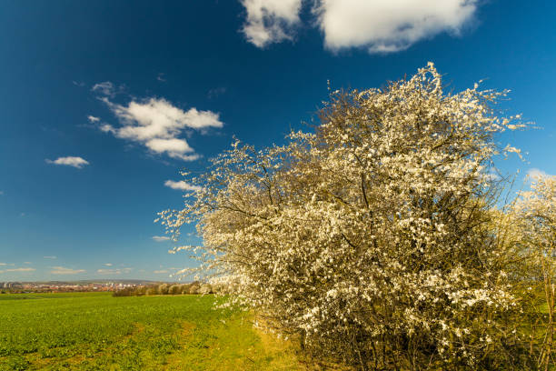 開花の茂みとエルフルトの上の眺めと風景 - bush landscape landscaped scenics ストックフォトと画像