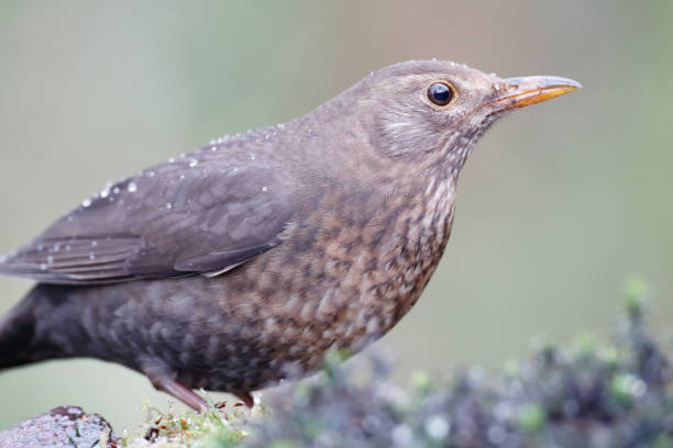 istock Blackbird (Turdus merula) Female Portrait 1215132807