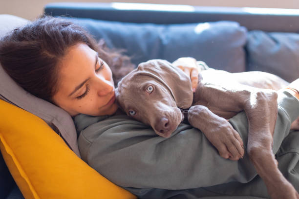 istock Young woman resting on the sofa with her weimar puppy 1215133036