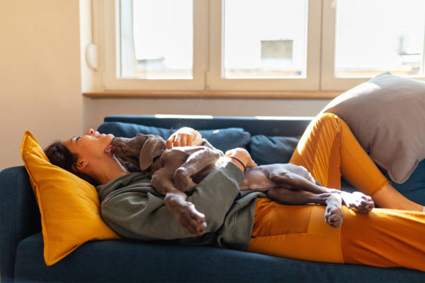 Young woman on the sofa embracing her weimar puppy Young woman lying on sofa with her weimaraner puppy on top of her, dog is licking its owner on the chin weimaraner dog animal domestic animals stock pictures, royalty-free photos & images