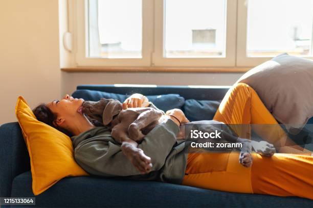Young Woman On The Sofa Embracing Her Weimar Puppy Stock Photo - Download Image Now - Dog, Embracing, Sofa