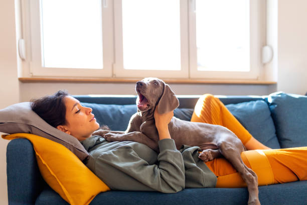 istock Young woman with weimar puppy on the sofa 1215133073