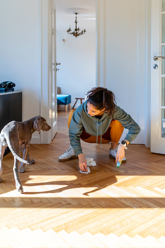 Young female owner of Weimaraner puppy crouching and wiping the floor, scolding her dog, quarantine in time of COVID-19