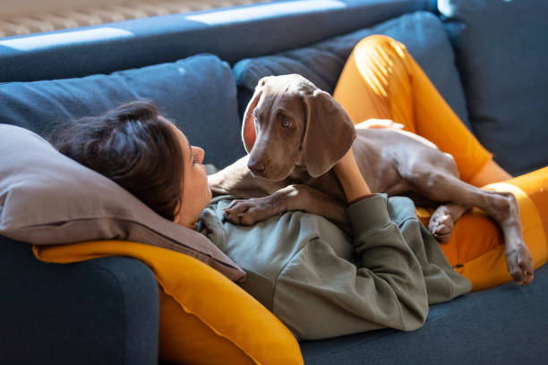 istock Weimar puppy lying on top of its owner, looking at her 1215135268