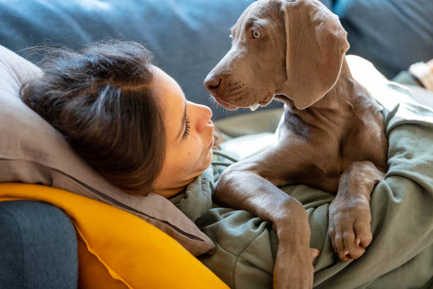 istock Weimar puppy lying on its owner and looking at her 1215135341