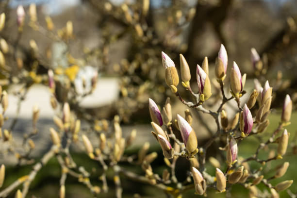 istock Magnolia tree. Magnolia buds. Magnolia tree branch with flower buds 1215135439