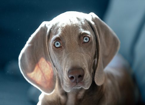 Weimaraner puppy with blue eyes and short grey hair looking at camera