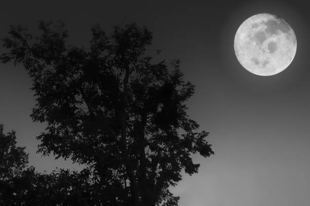 istock Black and white image of big full moon with silhouette tree on windy freshness clear dark night background. 1215135784